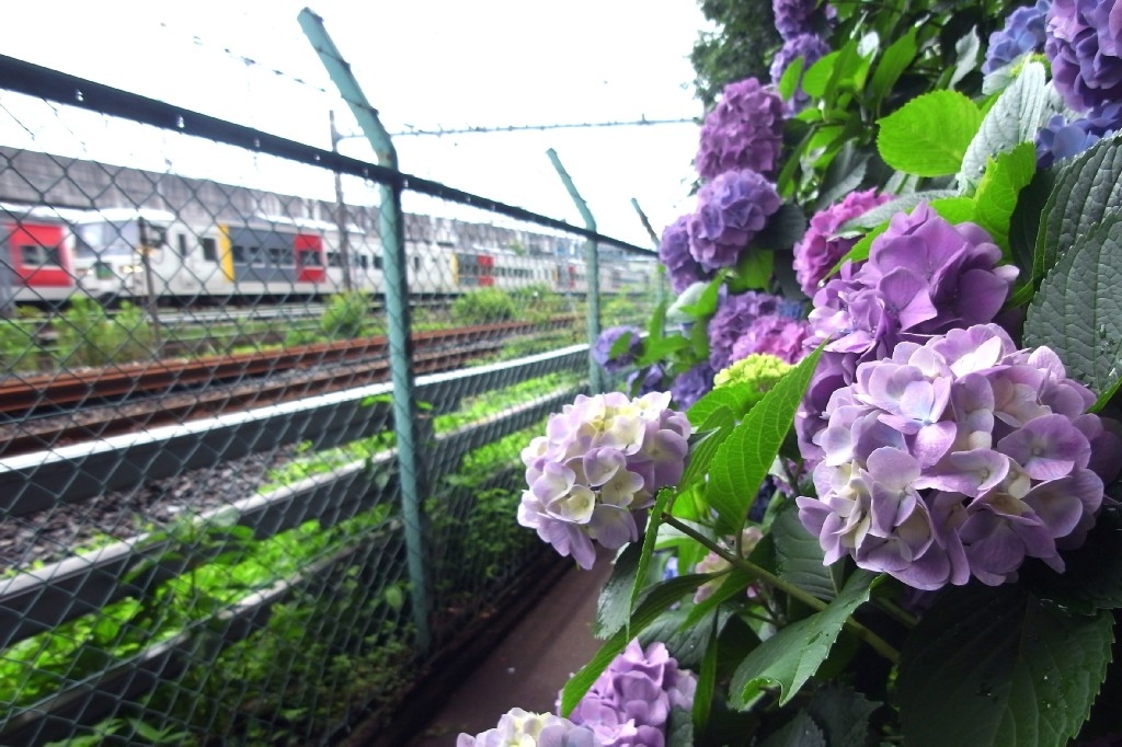 小径1：飞鸟小径一旁是紫阳花一旁是电车线路