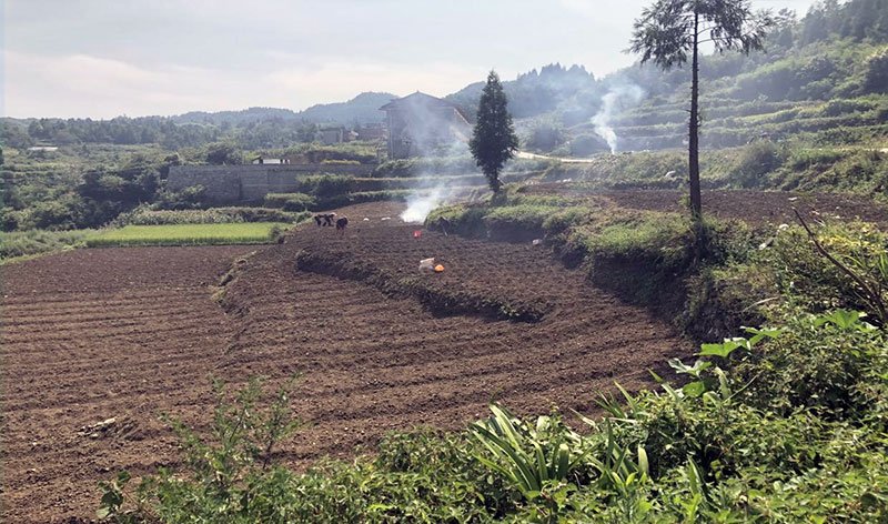 忙着种小蒜的农人们